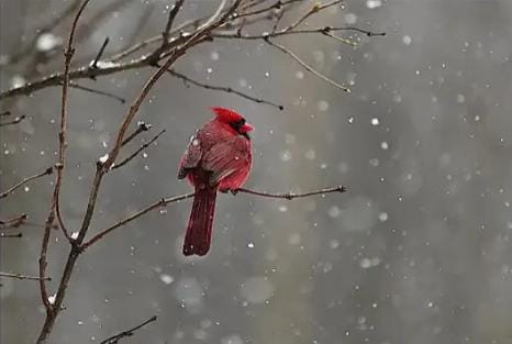 A Widow Bird Sate Mourning